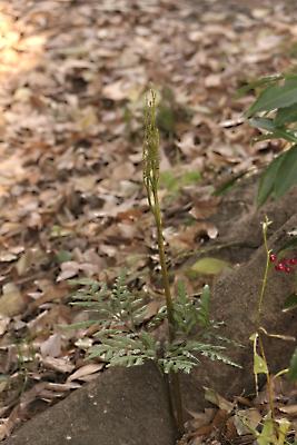 植物写真家・鈴木庸夫 自然を楽しむ